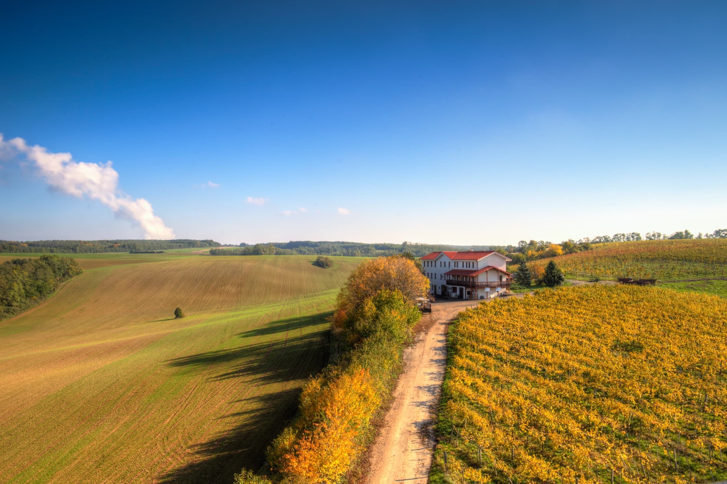 The Vinum Vivo estate from the air, between the autumn vineyard and the fields