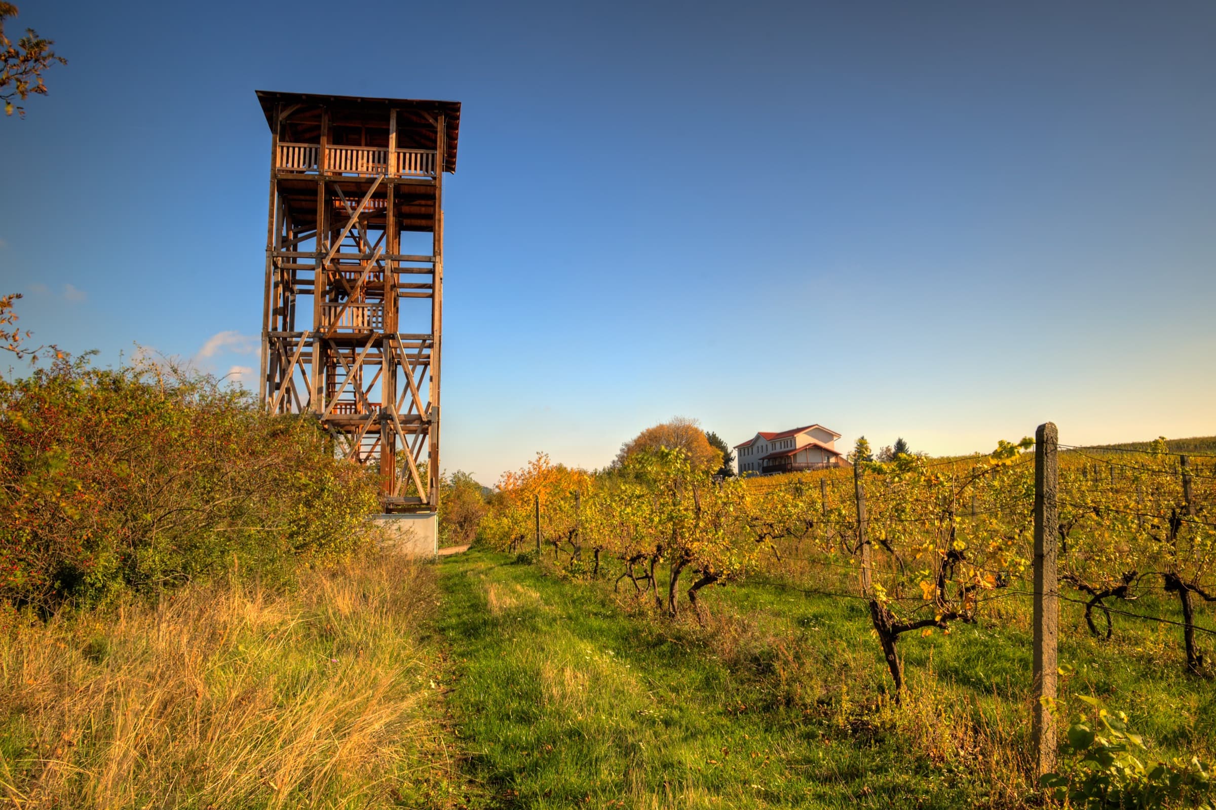 The lookout tower above the vineyard, with the winery building behind it